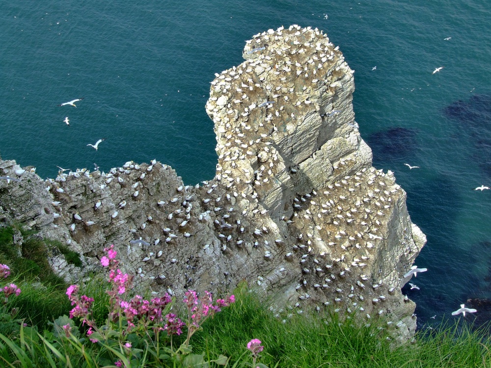 Photograph of Part of the gannetry, Bempton, East Riding of Yorkshire