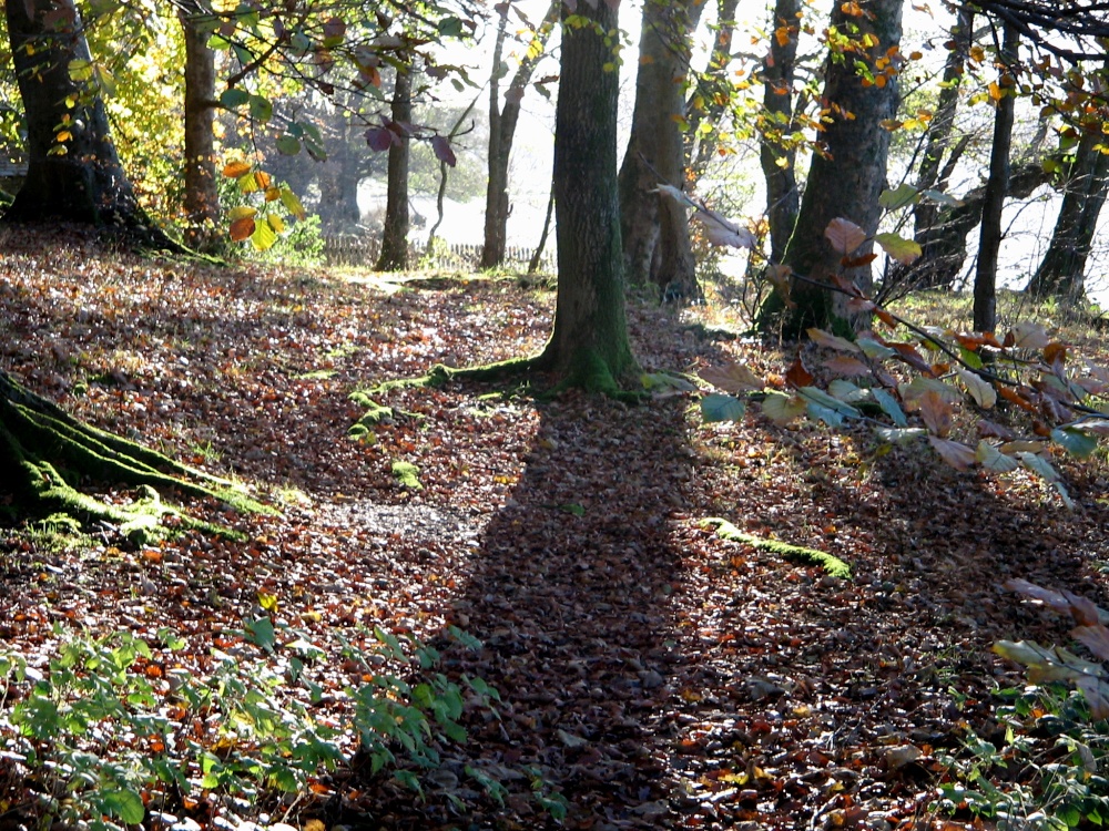 Autumn in wood nr Hawkshead, Cunbria.