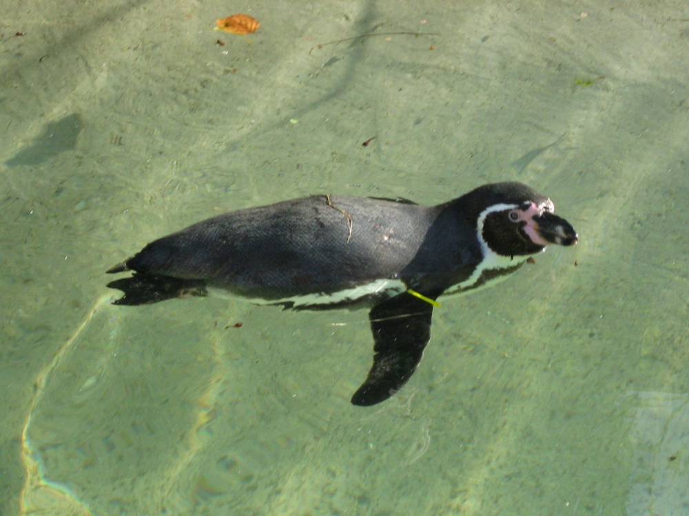 Swimming Penguin, Sewerby Hall, East Riding of Yorkshire