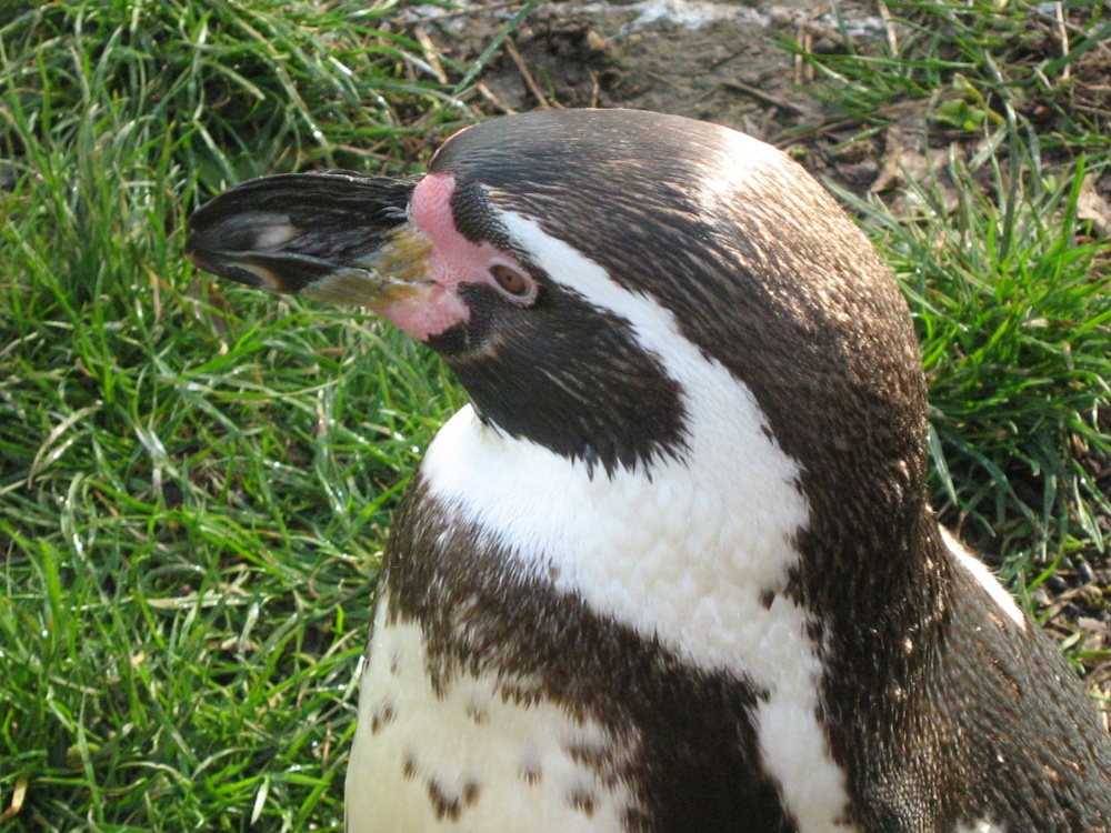 Penguin close up, Sewerby Hall, East Riding of Yorkshire