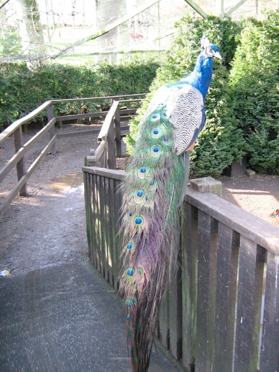 Peacock at Sewerby hall, East Riding of Yorkshire