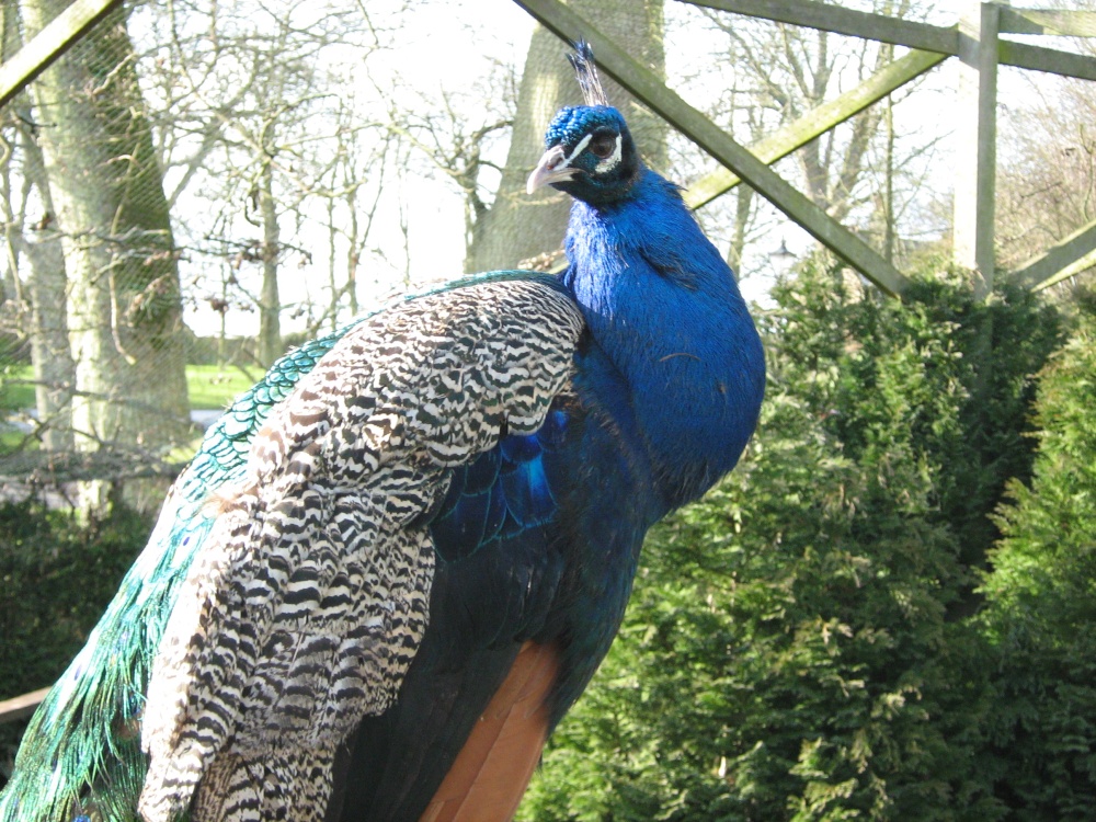 Close up of a Peacock, Sewerby Hall, East Riding of Yorkshire