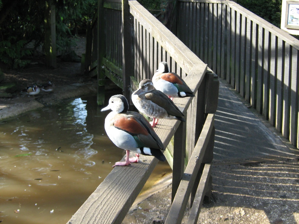 Donald, Daffy & Roast, Sewerby Hall, East Riding of Yorkshire