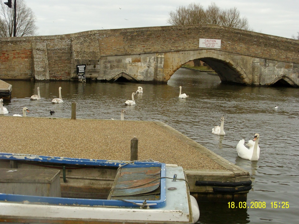 Swans, Potter Heigham, Norfolk