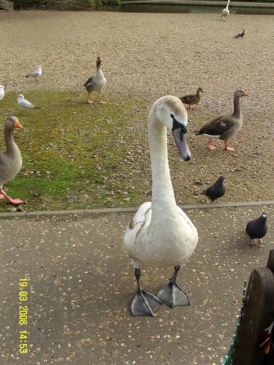 Young Swan, Wroxham, Norfolk