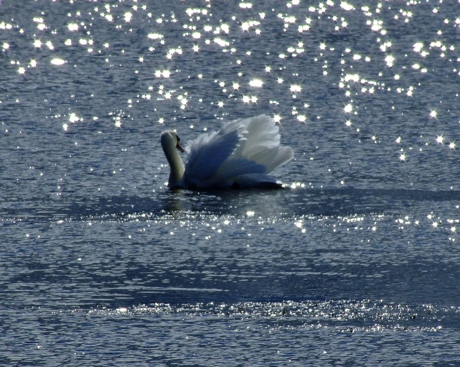Photograph of Mute swan....cygnus olor, on Brickyard pond