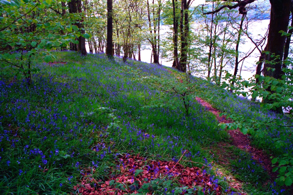 Bluebells on the shore of Windermere.
