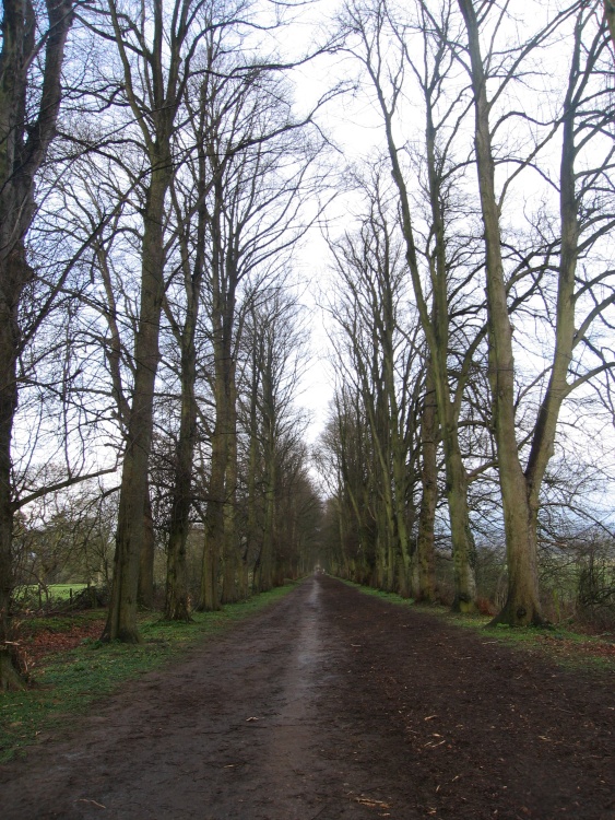 A walk along Green Lane, Wheatley, in search of Sue's plant!