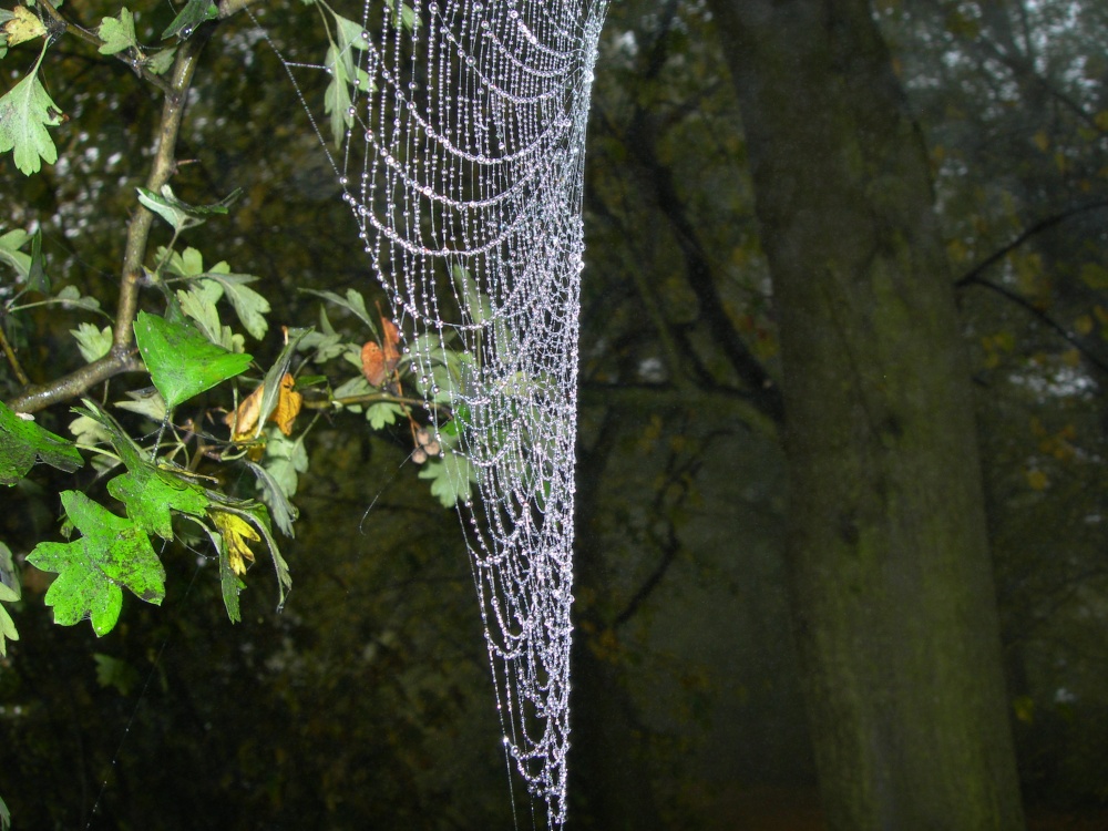 Cobweb, Wheatley, Oxfordshire