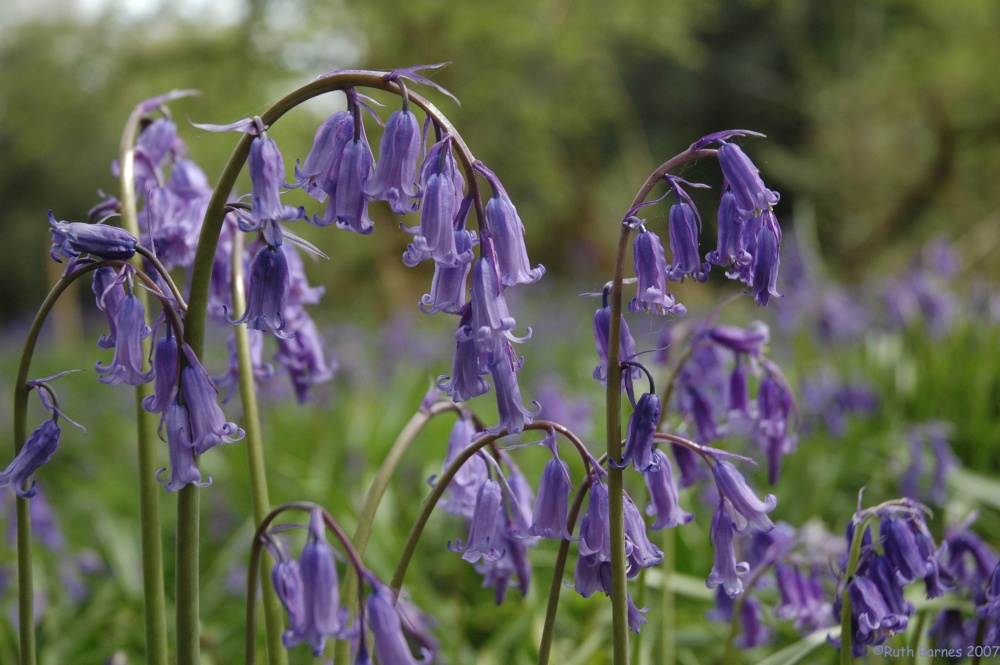 Bluebells, Yoxall, Staffordshire