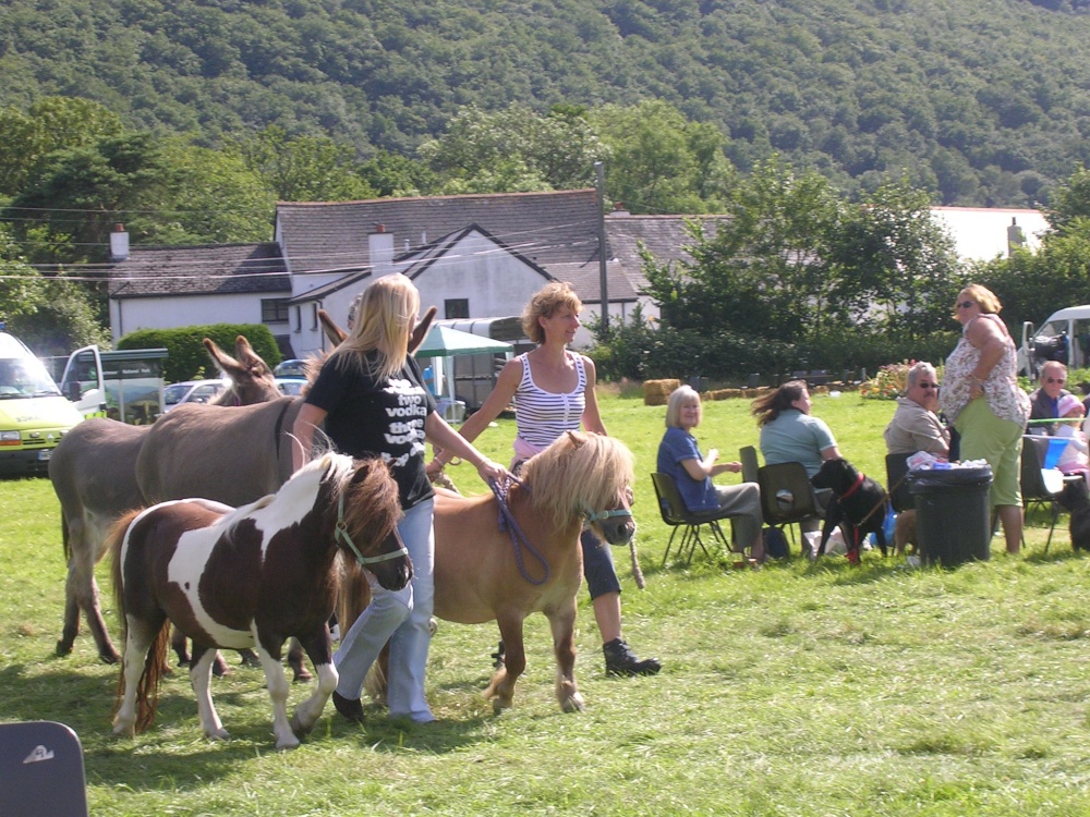 Photograph of Dunsford Fair ponies - July 2007