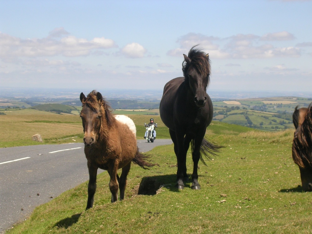 Dartmoor ponies and visitor