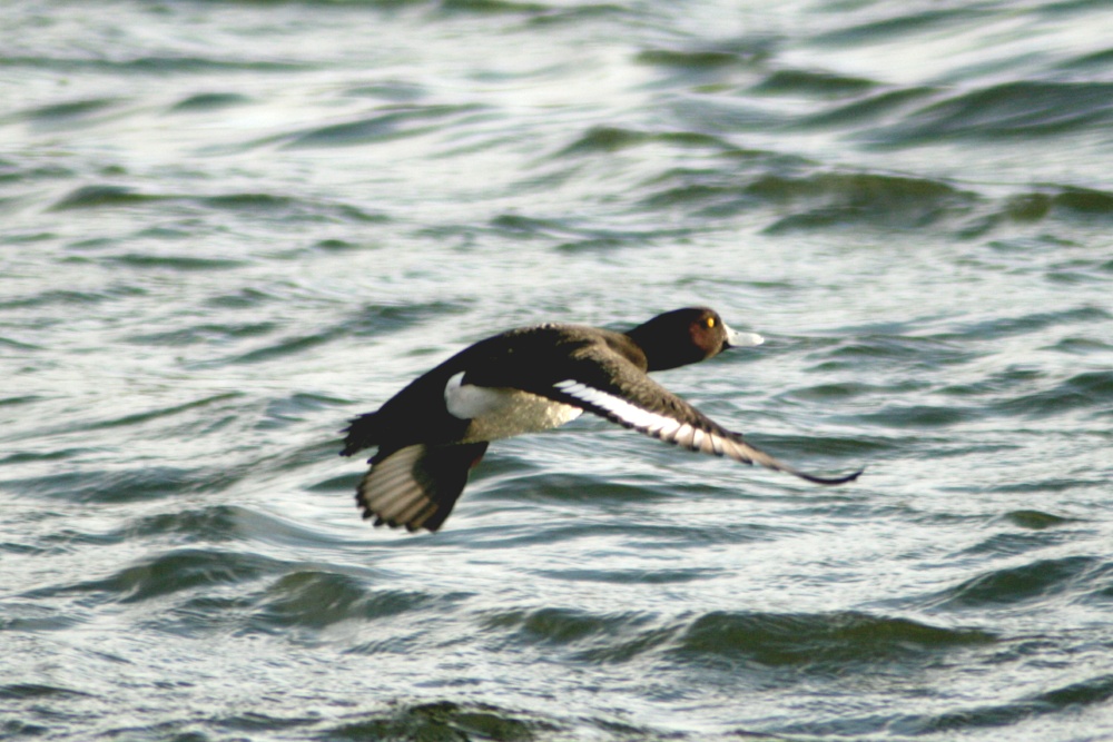 Tufted Duck in Flight Herrington Country Park.