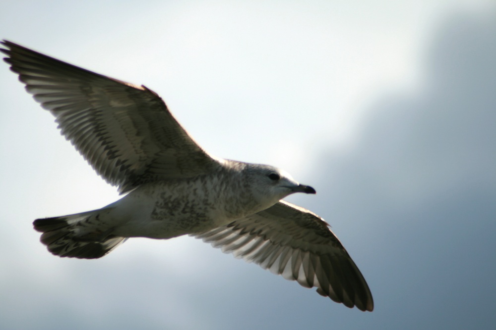 Gull In flight, Herrington.