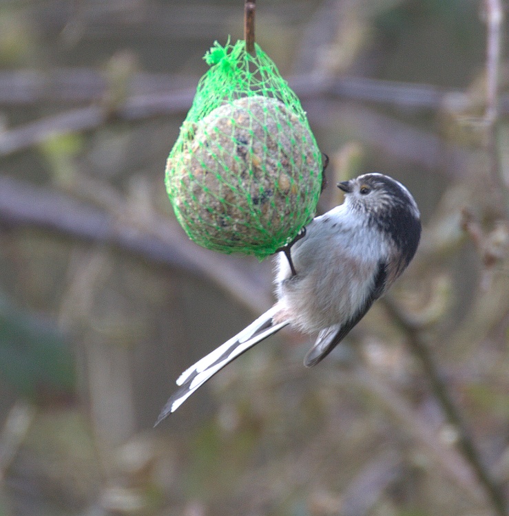 Blue tit feeding