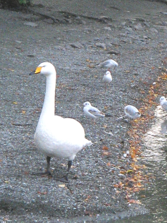 Bewick's Swan, a rare visitor to Windermere, not to be confused with the common Mute Swan.