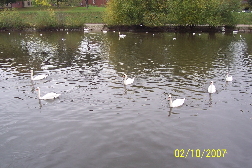 Swans, Exeter, Devon