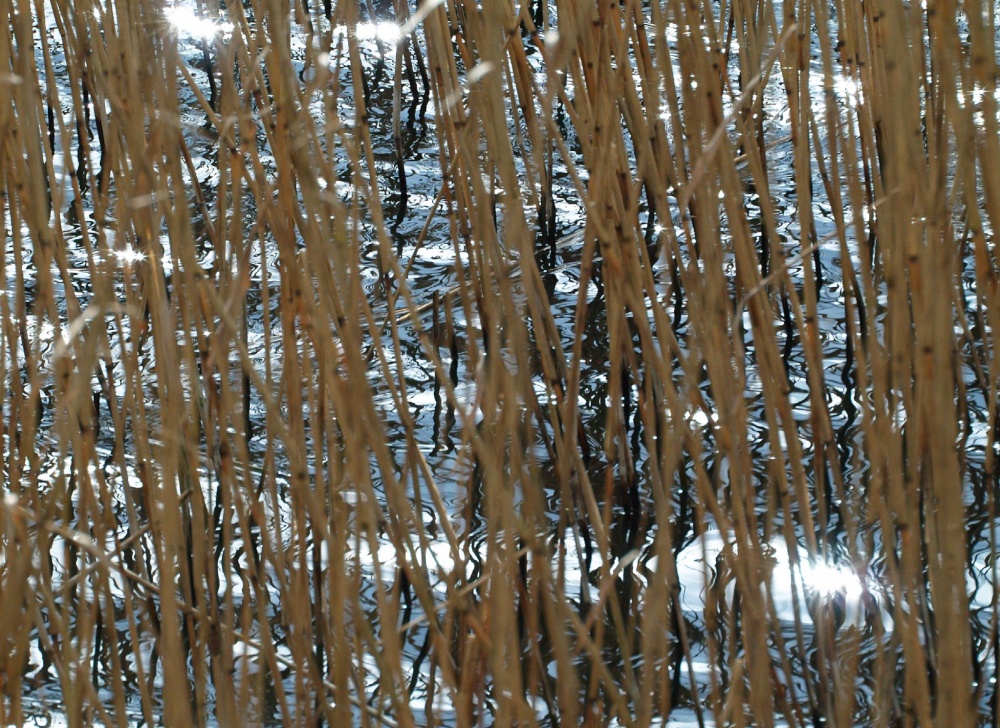 Water and reeds, near Steeple Claydon, Bucks