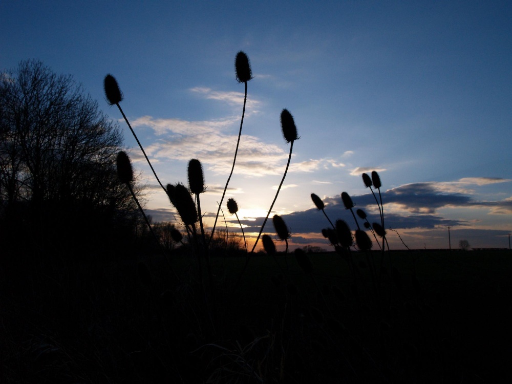 Teasel against the sunset, near Steeple Claydon, Bucks.