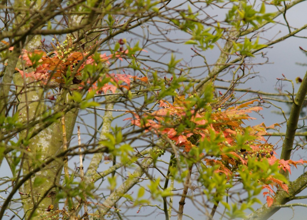 Leaves, Cuddesdon, Oxon.
