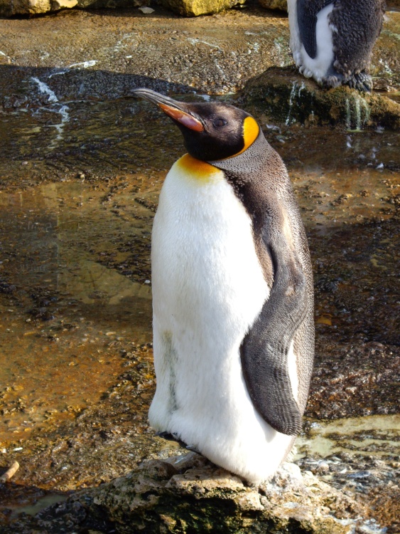 Penguin at Birdland, Bourton on the Water
