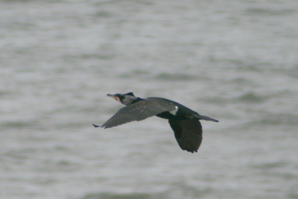 Cormorant viewed from the  Coastal Path, Whitburn, Tyne and Wear
