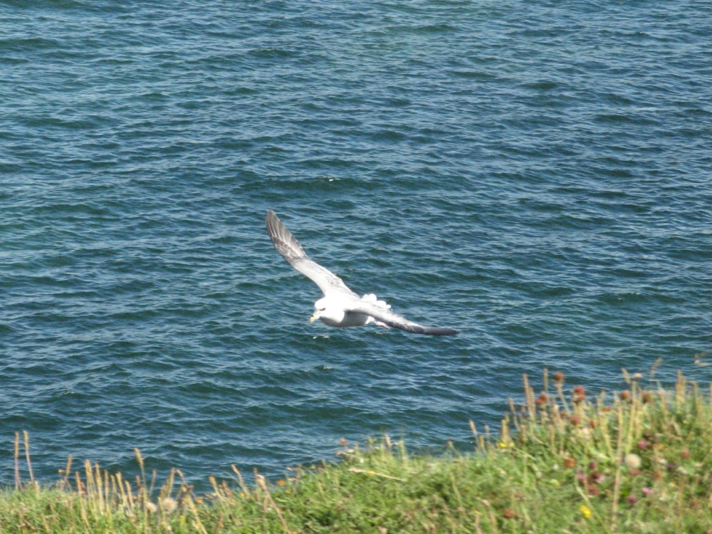 Fulmar riding the updraft as viewed from the Coastal Path, Whitburn, Tyne and Wear.