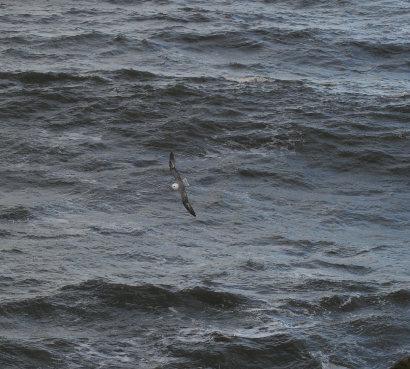 Fulmar skimming the wave tops, seen from the Coastal Path, Whitburn, Tyne and Wear