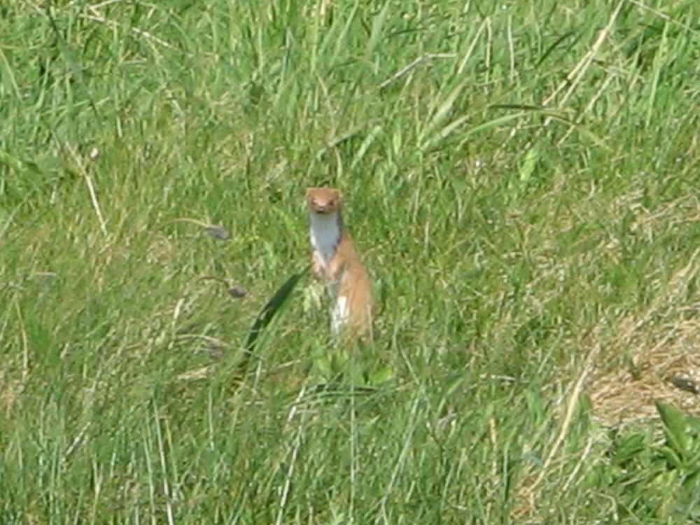 Weasel seen on the Coastal Path, Whitburn, Tyne and Wear.