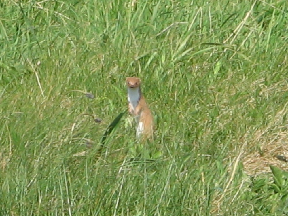 Weasel seen on the  Coastal Path, Whitburn, Tyne and Wear.