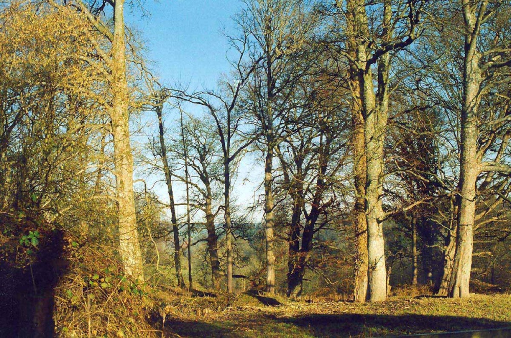 Fonthill trees