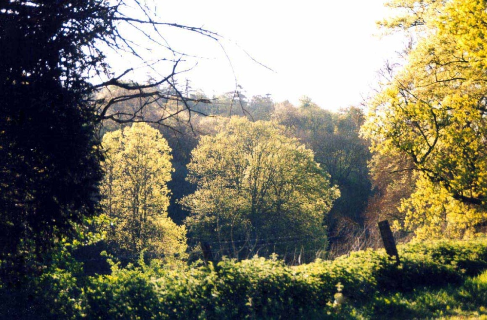Photograph of King John's wood, Tollard Royal, Wiltshire