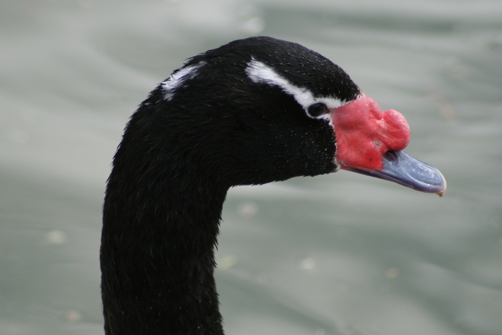 Black-necked Swan.