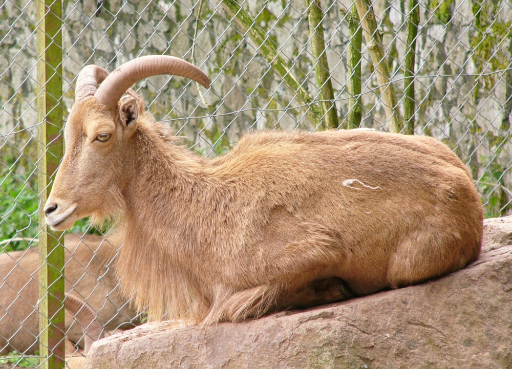 Old goat