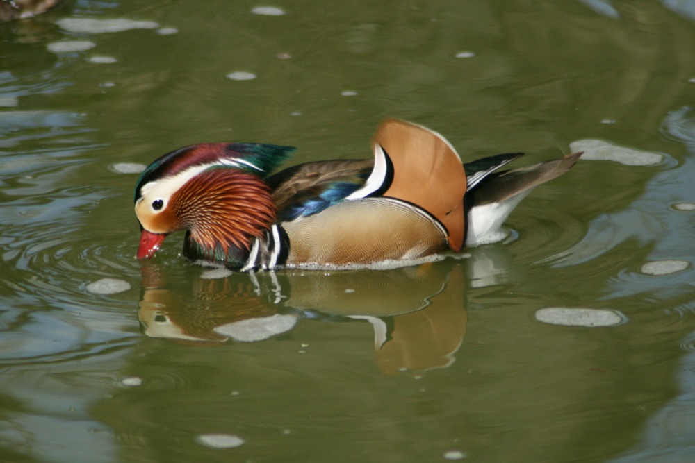 Mandarin Duck.