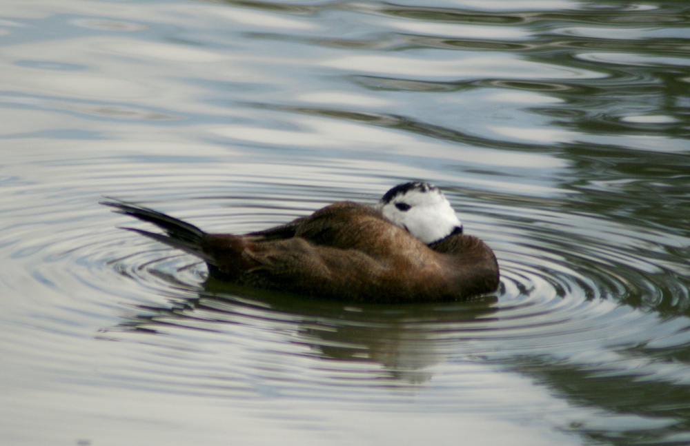 White Headed Duck.