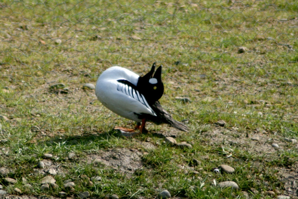 Goldeneye Drake displaying for female.
