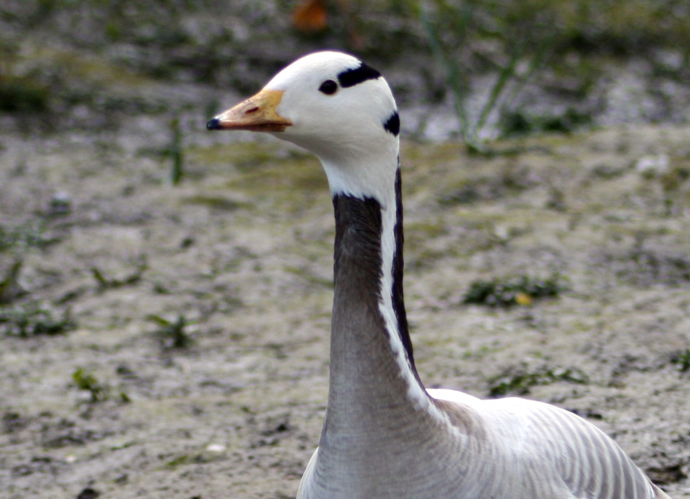 Bar Headed Goose. Washington Wetlands Centre, Tyne & Wear.