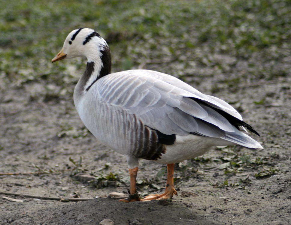 Bar Headed Goose. Washington Wetlands Centre, Tyne & Wear.