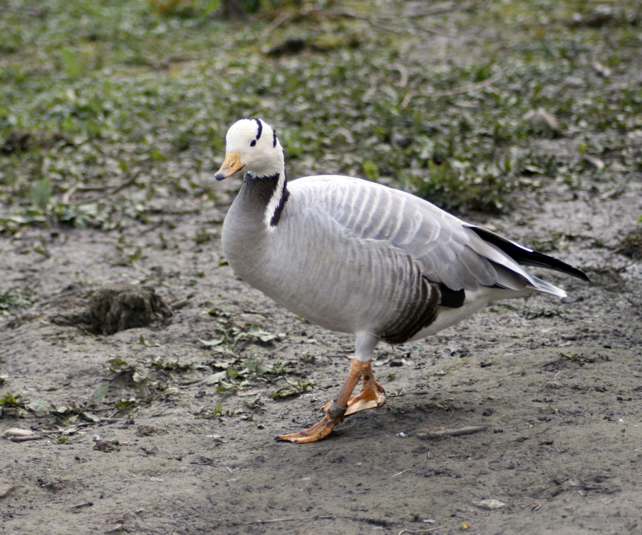 Bar Headed Goose. Washington Wetlands Centre, Tyne & Wear.