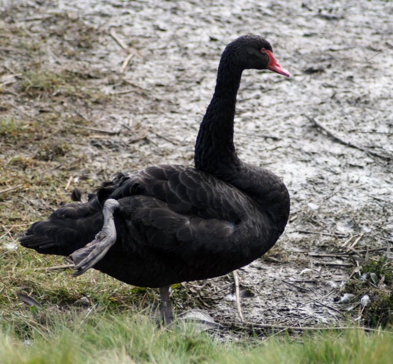 Black Swan. Washington Wetlands Centre, Tyne & Wear.
