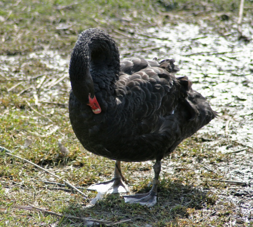 Black Swan. Washington Wetlands Centre, Tyne & Wear.