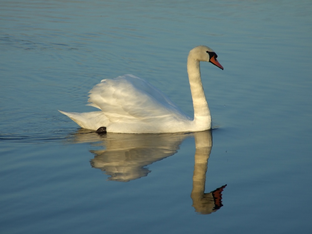 Swan just before sunset