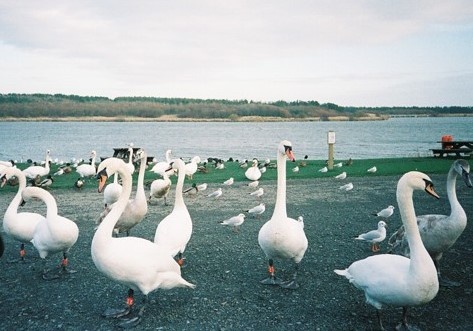 Swans