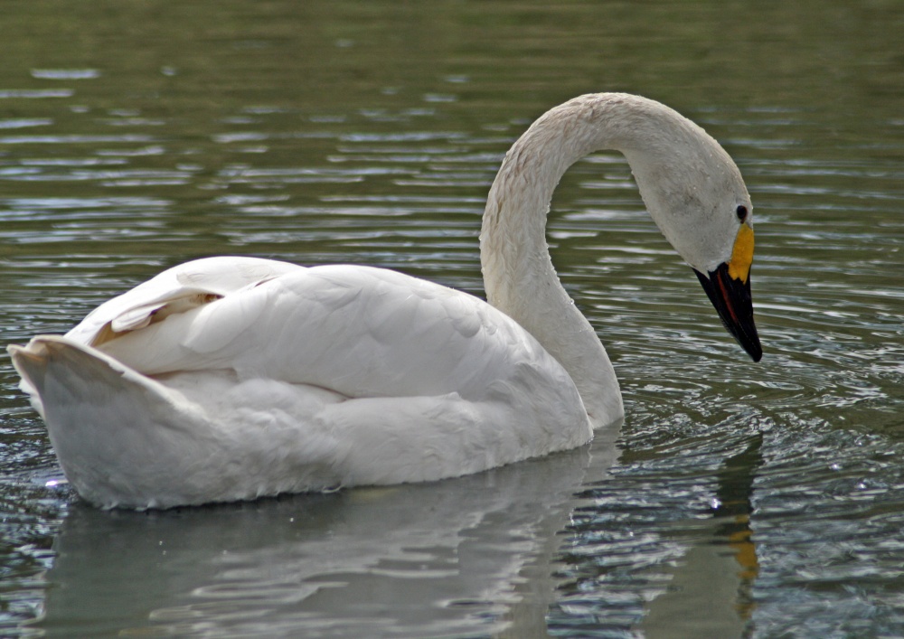 Bewick's Swan