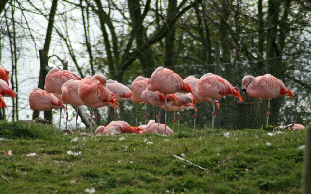 Flamingo's, Washington Wetlands Centre, Tyne & Wear.