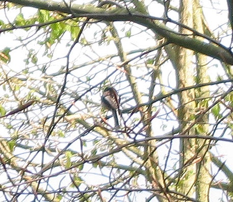 Unidentified bird, Wallingford