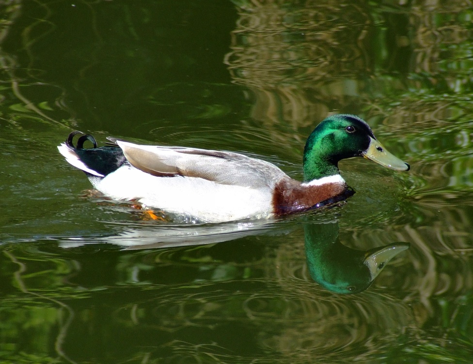 Colourful mallard