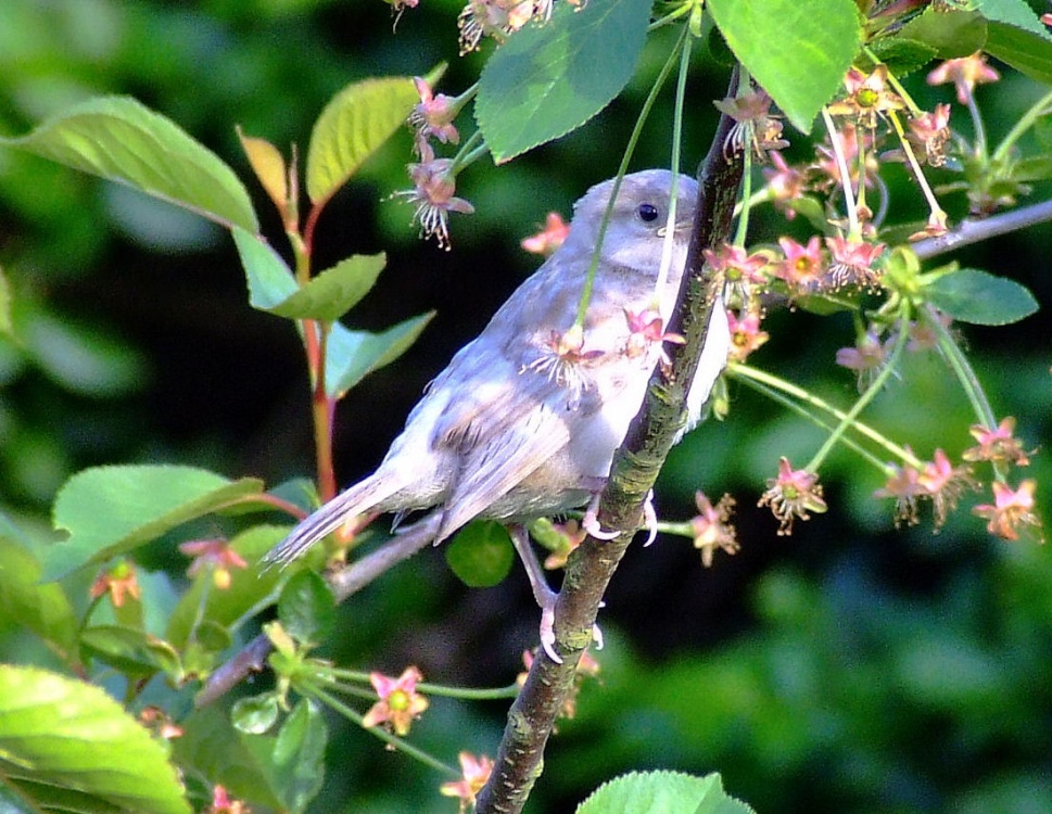 White house sparrow.....passer domesticus