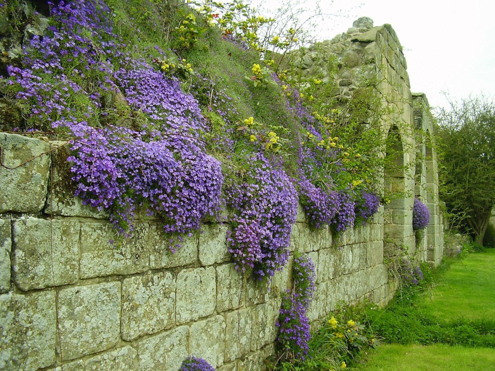 Photograph of Jervaulx Abbey, North Yorkshire